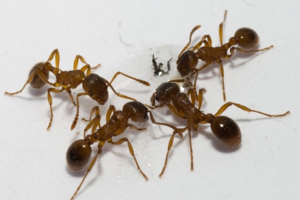 Уничтожение муравьев в Реутове 