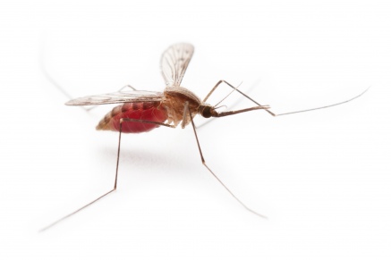 Уничтожение комаров в Реутове 