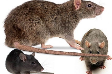 Уничтожение крыс в Реутове 