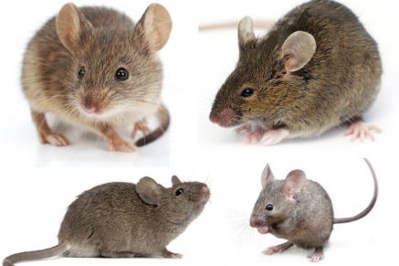 Уничтожение (дератизация) мышей в Реутове 